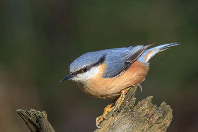 Close-up of a bird