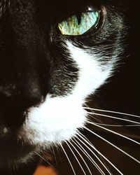 Close-up of cat