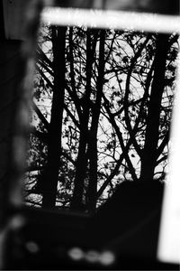 Bare trees against sky