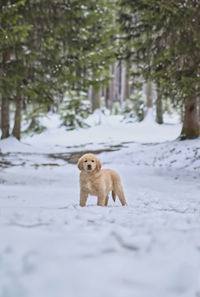 Dog running on snow covered field