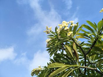 Low angle view of flowering plant against sky