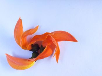 Close-up of orange flower against white background