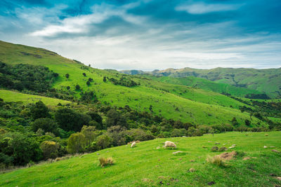 Scenic view of green landscape