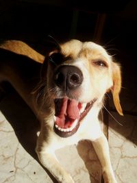 Close-up portrait of dog yawning