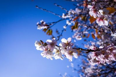 Close-up of flowers growing on tree