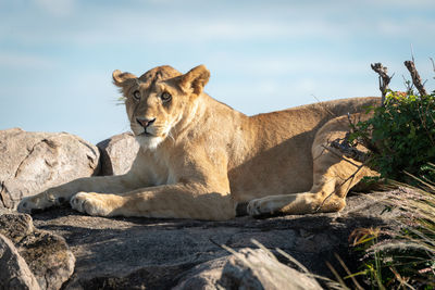 Lioness lies on rocks beside leafy bush