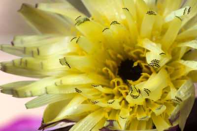 Close-up of yellow flowering plant