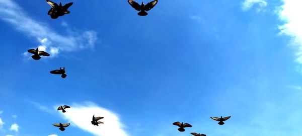 Low angle view of birds flying in sky