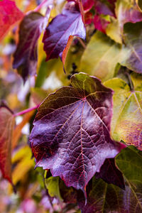 Close-up of maple leaf on leaves