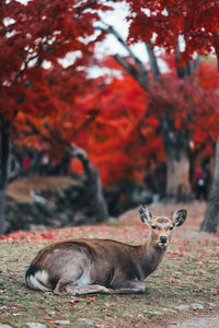 View of an animal on autumn leaves