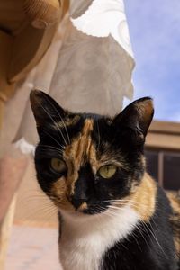 Close-up portrait of cat