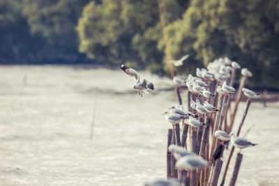 Close-up of bird flying against blurred background