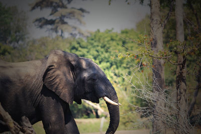 Side view of elephant in forest