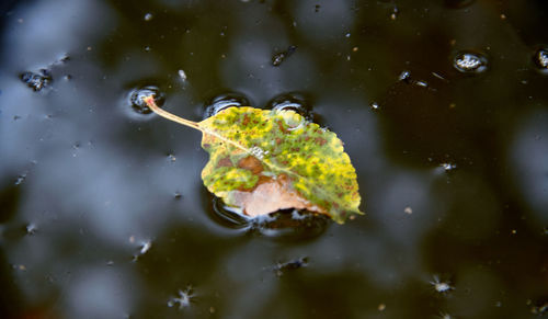 High angle view of leaves floating in lake