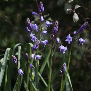 Close-up of purple flowering plants