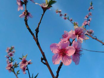 Low angle view of pink blossoms against sky
