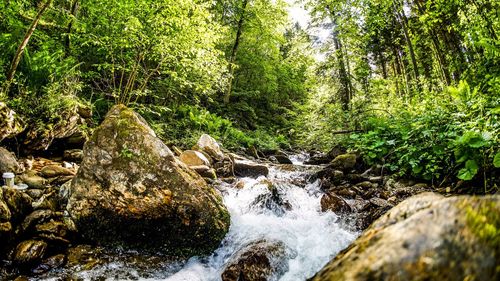 Scenic view of waterfall in forest