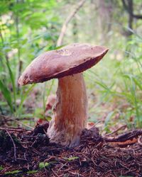 Close-up of mushroom growing in forest