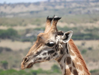 Close-up of a giraffe