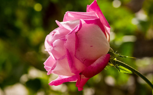 Close-up of pink rose