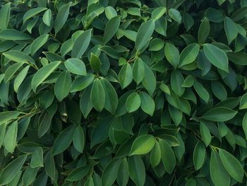 Full frame shot of green leaves