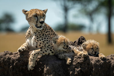 Cheetah family sitting on rock in forest