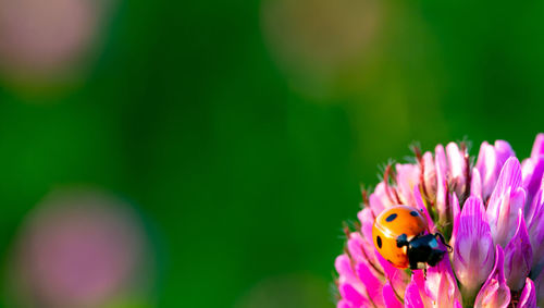 Close-up of ladybug on pink flower