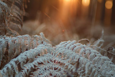 Close-up of snow