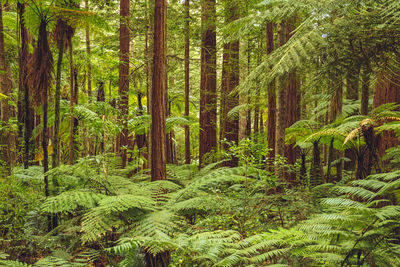 Pine trees in forest