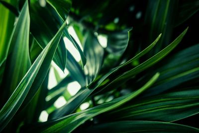 Close-up of green leaves on plant