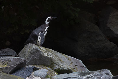View of bird perching on rock