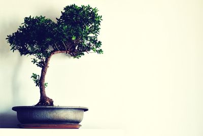 Close-up of plant on table at home