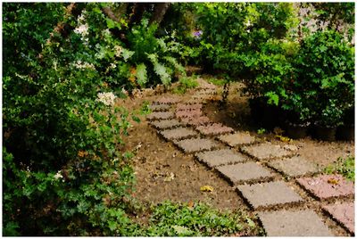 Narrow pathway along trees in park