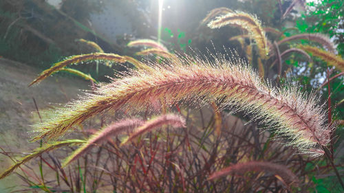 Close-up of grass