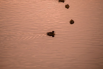 High angle view of ducks in lake