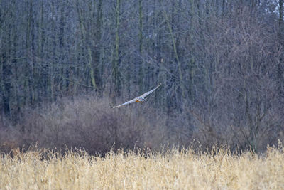 View of birds flying over land