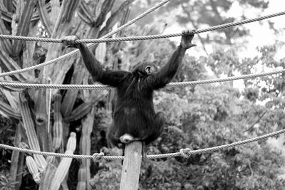 Rear view of chimpanzee on ropes against trees in zoo