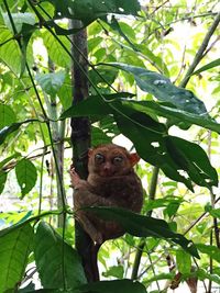Low angle view of monkey on tree