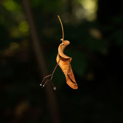 Close-up of insect on dry leaf