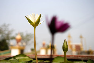 Close-up of flowering plant against sky