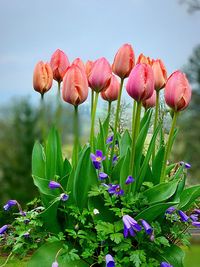 Close-up of pink tulip flowers