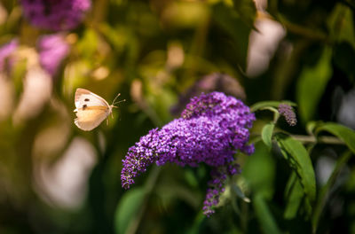 Close-up of butterfly pollinating on purple flower