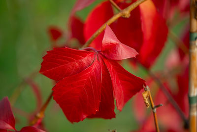 Close-up of red flowering plant