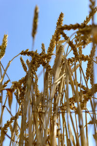 Low angle view of wheat against clear blue sky