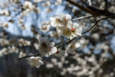 Close-up of white flowers on branch