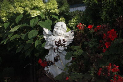 White rose in garden