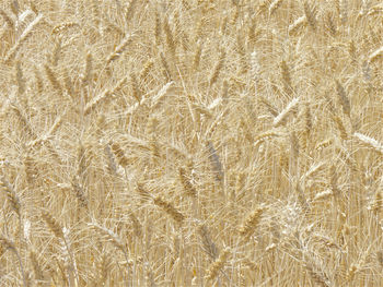 Full frame shot of wheat field