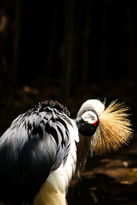 Close-up of a bird