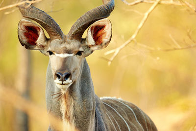 animal
