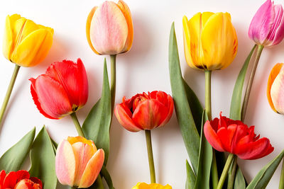 Close-up of red tulip